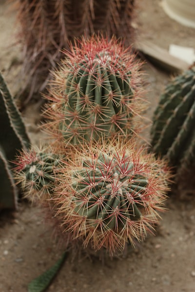 The green cactus plants on the brown soil
